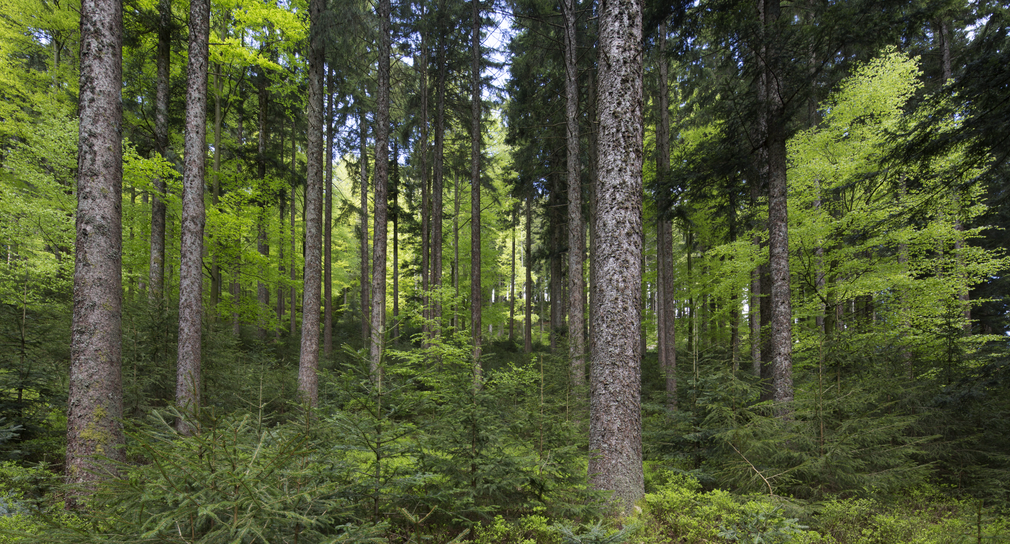 Im Wald. Quelle: www.forst.de