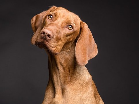 Anmeldung zur Hundesteuer - brauner Hund mit Hundeblick