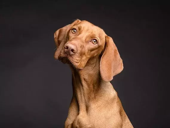 Anmeldung zur Hundesteuer - brauner Hund mit Hundeblick