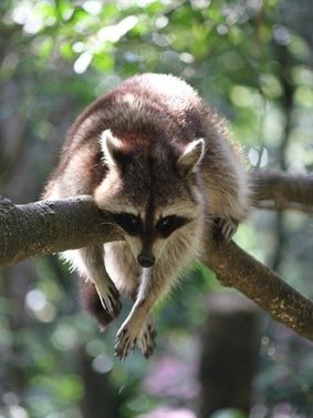 Waschbär - auch ein gebietsfremdes Tier hängt im Baum
