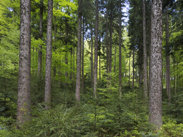 Bild von einem Wald im Wald stehend