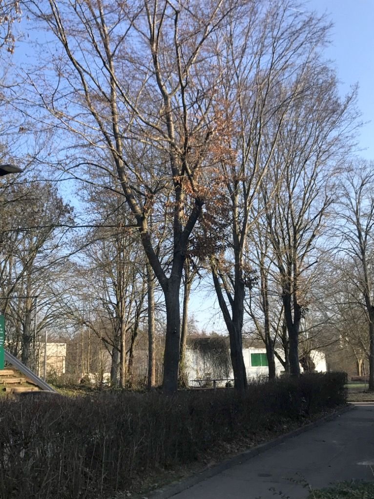 Baumreihe am Spielplatz Zeppelinstraße