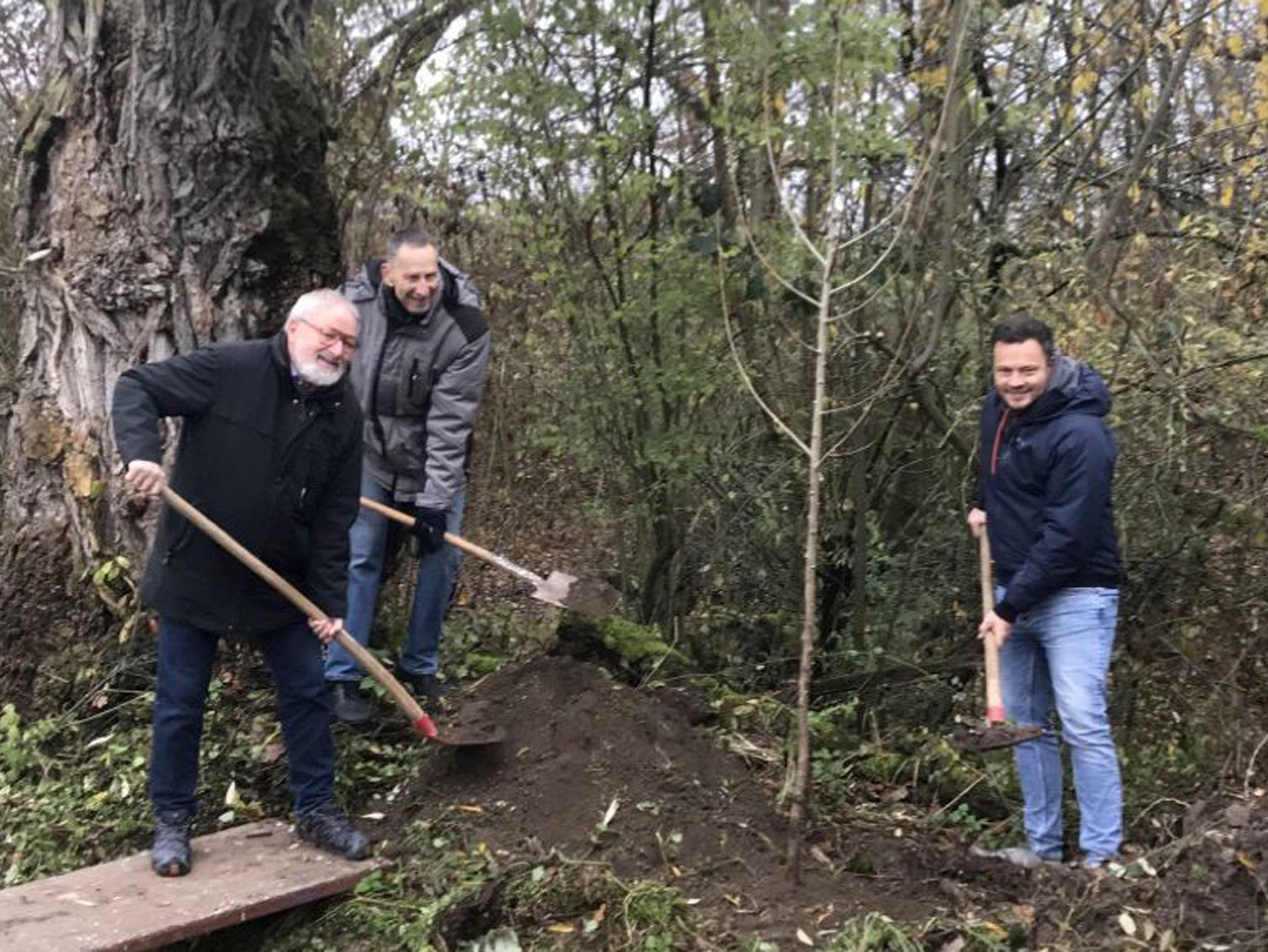 Conrad Fink und Karl-Heinz Frey pflanzen mit Bürgermeister Thomas Winterhalter eine junge Schwarzpappel neben den mächtigen Stamm des abgestorbenen Altbaums.